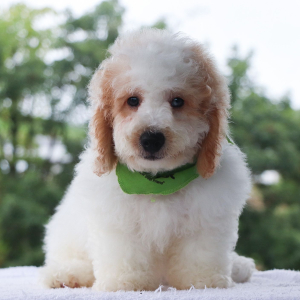 Bernedoodle Puppy Neo