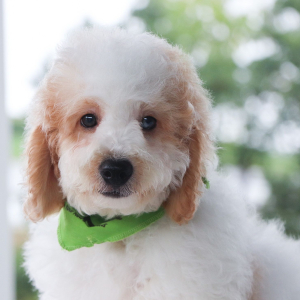 Bernedoodle Puppy Neo