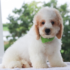 Bernedoodle Puppy Neo