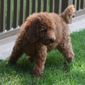 Goldendoodle Puppy Storm