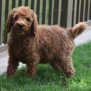 Goldendoodle Puppy Storm