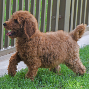 Goldendoodle Puppy Storm