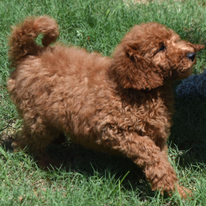 Goldendoodle Puppy Storm