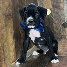 Boxer Puppy Jordan