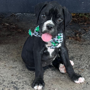 Boxer Puppy Jordan