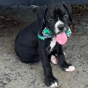 Boxer Puppy Jordan