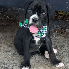 Boxer Puppy Jordan