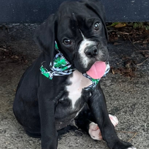 Boxer Puppy Jordan