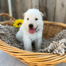 German Shepherd Dog Puppy Shadowfax