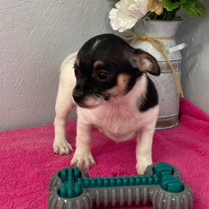 Chihuahua Puppy Skyler
