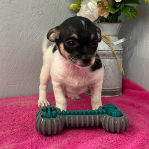 Chihuahua Puppy Skyler