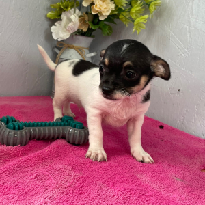 Chihuahua Puppy Skyler