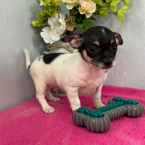 Chihuahua Puppy Skyler