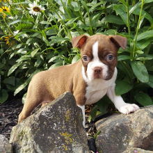 Boston Terrier Puppy Grace