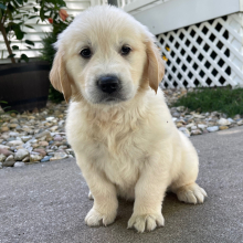 Golden Retriever Puppy Abbi