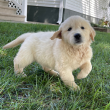 Golden Retriever Puppy Barbie