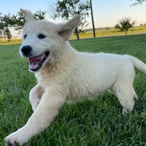 Golden Retriever Puppy Barbie
