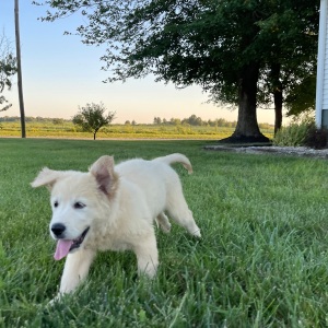 Golden Retriever Puppy Barbie