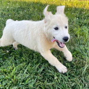 Golden Retriever Puppy Barbie