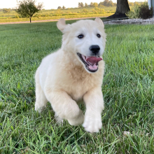 Golden Retriever Puppy Barbie