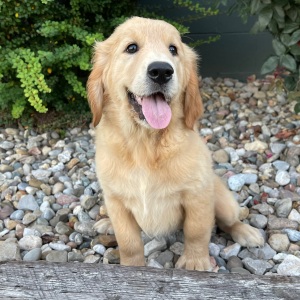 Golden Retriever Puppy Claire
