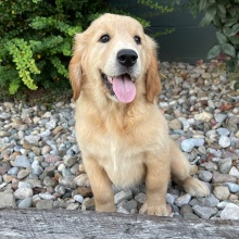 Golden Retriever Puppy Claire