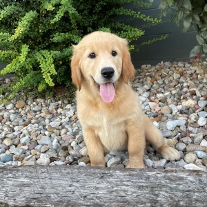 Golden Retriever Puppy Claire