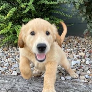 Golden Retriever Puppy Claire