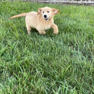 Golden Retriever Puppy Claire