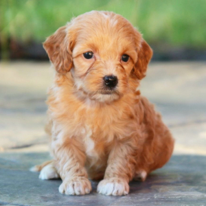 Goldendoodle Puppy Spice