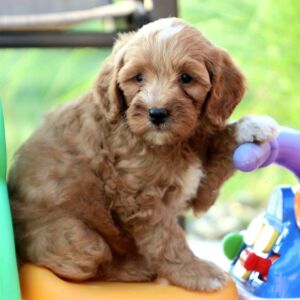 Goldendoodle Puppy Spice