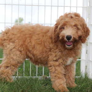 Goldendoodle Puppy Spice