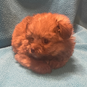 Havapom Puppy Hunter