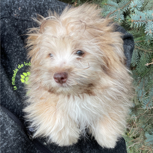 Havapom Puppy HUNTER