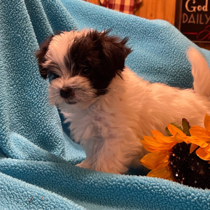 Havanese Puppy Steve