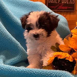 Havanese Puppy Steve