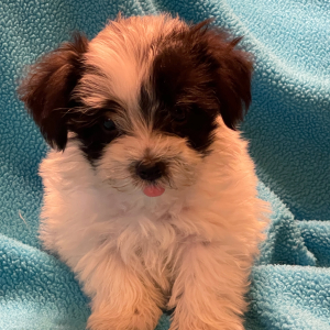 Havanese Puppy Steve