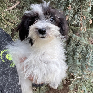 Havanese Puppy Steve