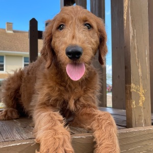 Goldendoodle Puppy Fancy