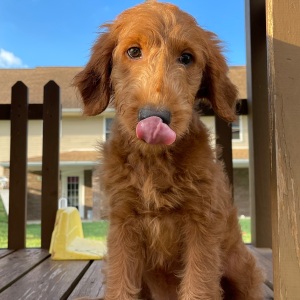 Goldendoodle Puppy Fancy