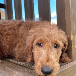 Goldendoodle Puppy Fancy