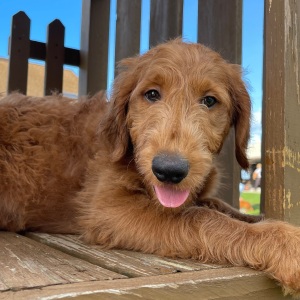 Goldendoodle Puppy Fancy