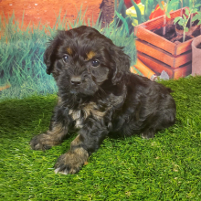 Cavapoo Puppy Alexis