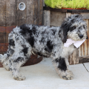 Goldendoodle Puppy Denzel