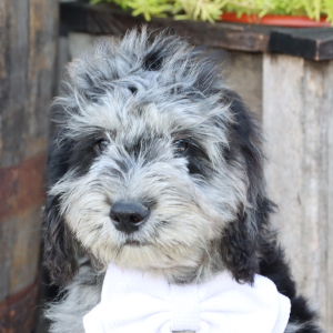 Goldendoodle Puppy Denzel