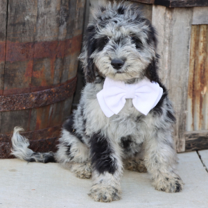 Goldendoodle Puppy Denzel