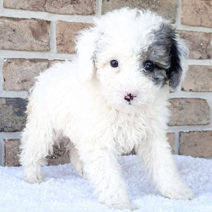 Sheepadoodle Puppy Mike