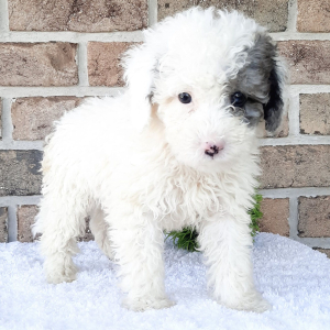 Sheepadoodle Puppy Mike