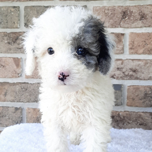 Sheepadoodle Puppy Mike
