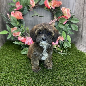 Havapoo Puppy Macey